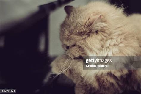 96 Persian Cat Grooming Stock Photos, High-Res Pictures, and Images ...