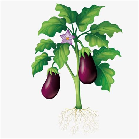 Vector Planting Eggplant | Plants, Plant cartoon, Eggplant