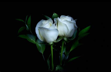 Download White Flower White Rose Flower Nature Rose HD Wallpaper
