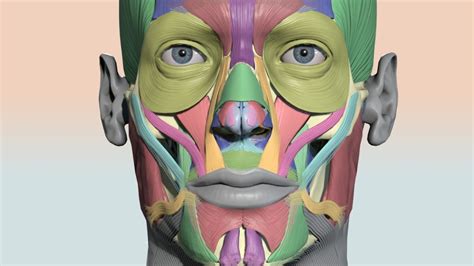 Discover the Hidden Secrets of Your Face: Muscle Anatomy Drawing to Amp ...