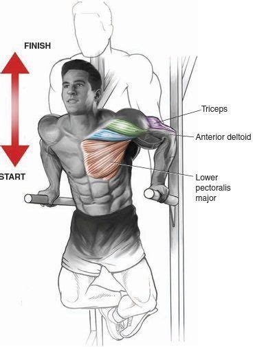 Chest Dips vs. Triceps Dips – What’s the Difference? – Fitness Volt