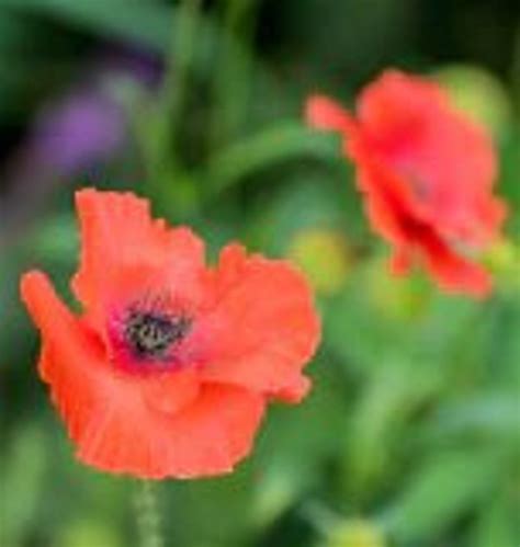 7000 Flanders Poppy Seeds, Heirloom Flower, Annual, GMO Free, Untreated. - Etsy