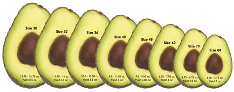 Hass Avocado Nutrition Small | Besto Blog