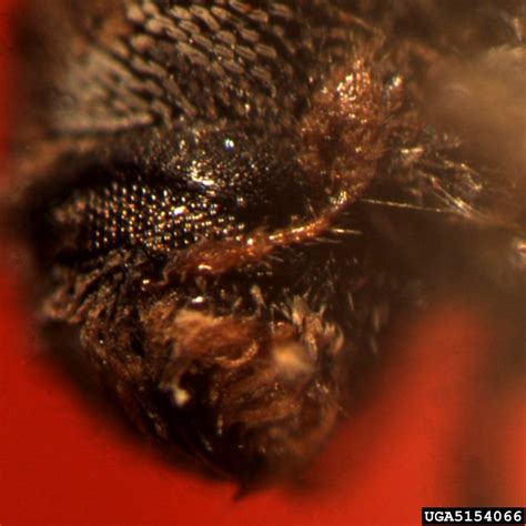 mountain mahogany bark beetle (Chaetophloeus heterodoxus)