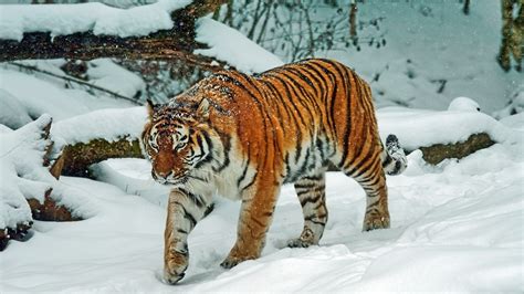 Hintergrundbilder Tiere Im Schnee