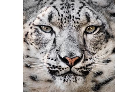 Is the Snow Leopard Endangered Wild Cat? - Catman