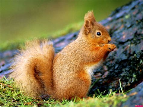 Eurasian red squirrel wallpapers HD | Download Free backgrounds