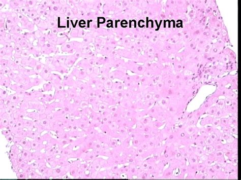 Lab 8 Digestion Lab 8 Digestion Histology Parotid