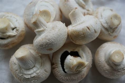 Button mushrooms white - World Crops Database