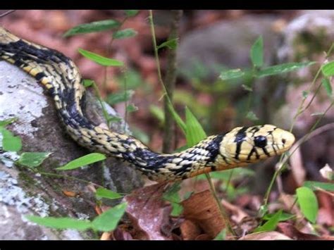 Rasgos de la Serpiente Cazadora o Granadilla - TvAgro por Juan Gonzalo Angel - YouTube