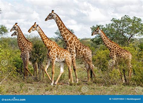 Herd of Giraffes in South Africa Stock Photo - Image of africa, safari: 143291004