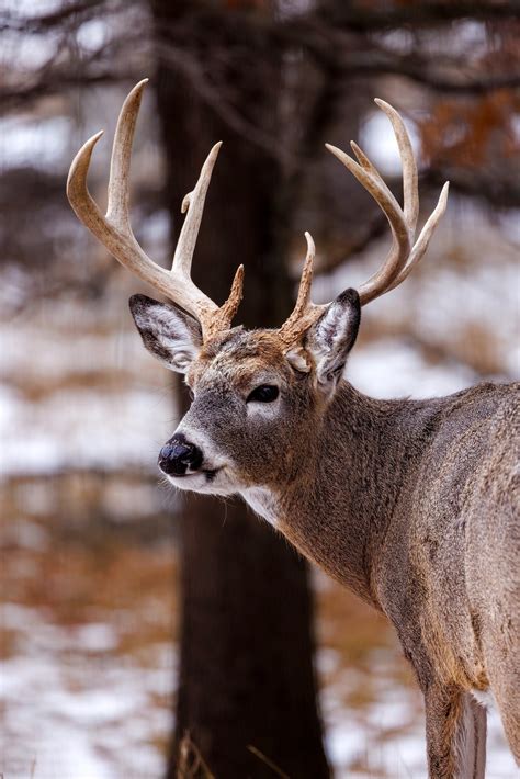 8 Ways to Hold Late-Season Deer on Your Hunting Land - Realtree Camo