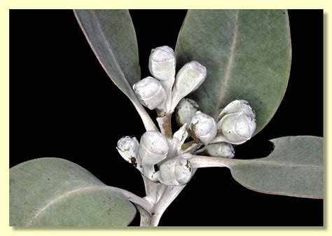 Eucalyptus pleurocarpa