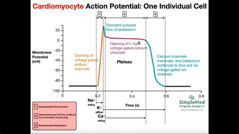 The Cardiac Muscle Action Potential EXPLAINED - YouTube