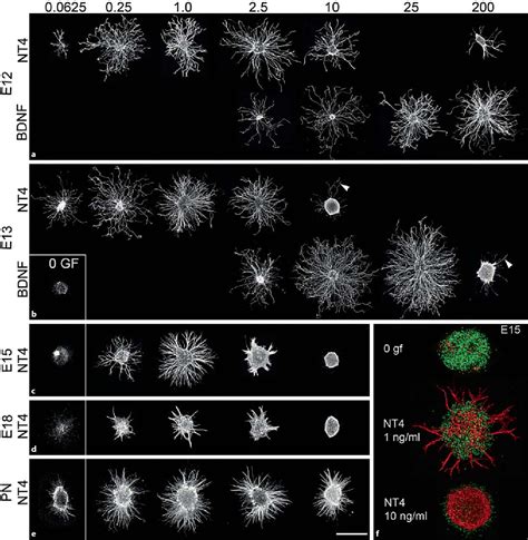 Figure 1 from Neurotrophin-4 Is More Potent than Brain-Derived ...