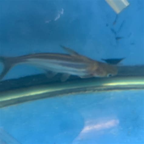 Iridescent shark for sale - Exotic Fish Shop - 774-400-4598