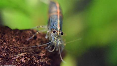 Freshwater Shrimp Can Be Great Additions To A Tank - Video