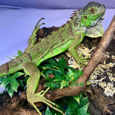 Green Iguana for sale online blue iguana for sale red baby iguanas for sale online near me from ...