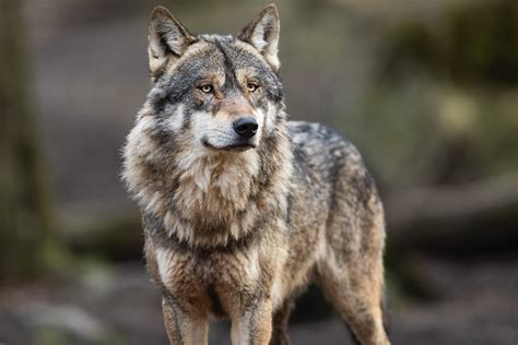 The Coolest Animals in Yellowstone National Park