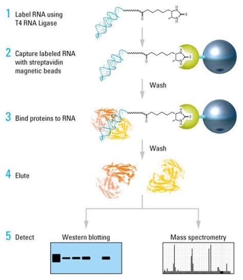 Pierce Magnetic RNA-Protein Pull-Down Kit - Thermo Fisher Scientific