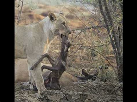 Lion eats Antelope fetus - YouTube