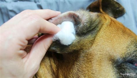 3 Effective Home Remedies for Ear Mites in Dogs in 2020 | Dogs ears infection, Ear infection ...