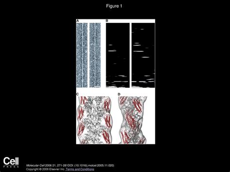 Three-Dimensional Structure of Vinculin Bound to Actin Filaments - ppt download