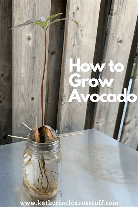 How To Grow Avocados Indoors - Katherine Learns Stuff!