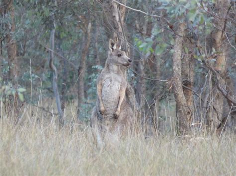 Eastern Grey Kangaroo