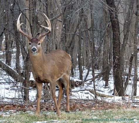 Marathon Pundit: Ten-point buck in Des Plaines, Illinois