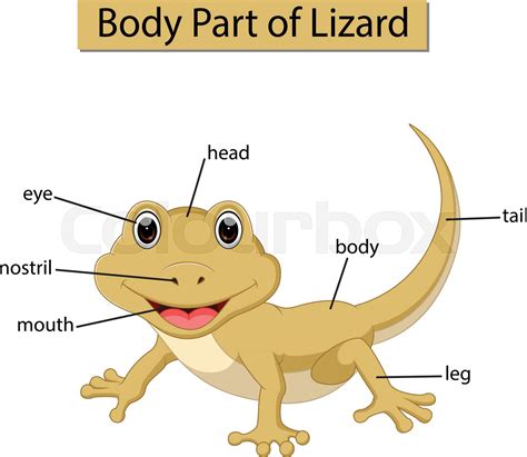 Diagram showing body part of lizard | Stock vector | Colourbox