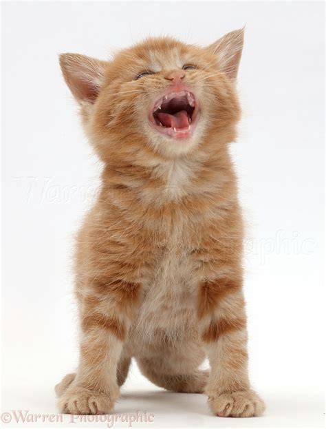 Ginger kitten looking up and meowing photo WP43233