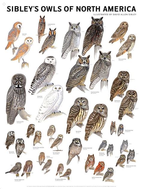 Chart of Owl Species , #birdsofpreychart #Chart #Owl #Species | Owl species, Elf owl, Eastern ...