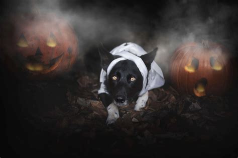 Halloween Can Be Scary For Dogs - The Academy of Pet Careers