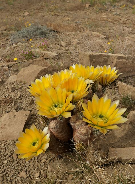 Texas Rainbow Cactus – A Naturalist's Journey