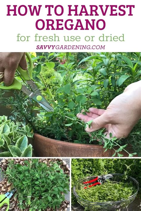 How to Harvest Oregano for Fresh and Dried Use | Oregano plant, Growing ...