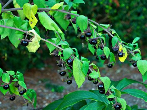 The Healing Powers of Deadly Nightshade - Pry House Medicinal Garden - National Museum of Civil ...