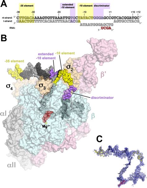 Chapter 10: Transcription and RNA Processing – Chemistry