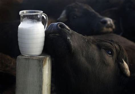 Potential Health Benefits of Buffalo Milk - Facts About Buffalo Milk