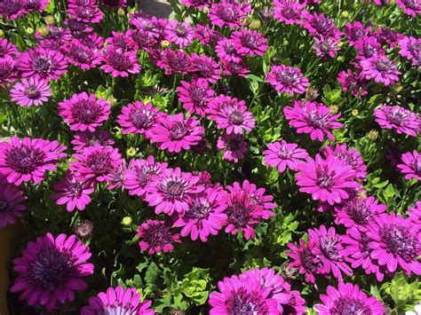 OSTEOSPERMUM 3D PURPLE 140MM | The Garden Feast