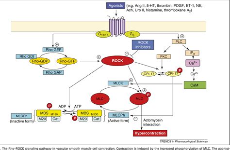 Development of Rho-kinase inhibitors for cardiovascular medicine ...