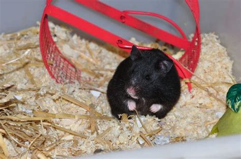 260+ Black Hamster Names - Popular Name Ideas For Black Hamster