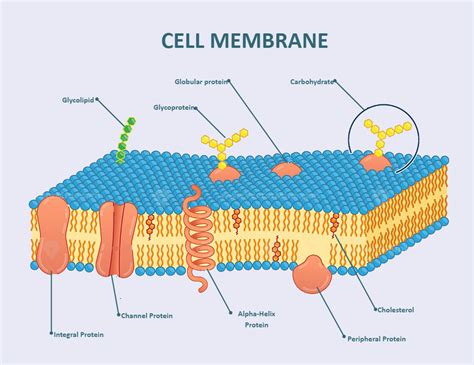 Cell Membrane Labeled Cell Biology Notes, Biology Revision, Biology Units, Study Biology, Cell ...