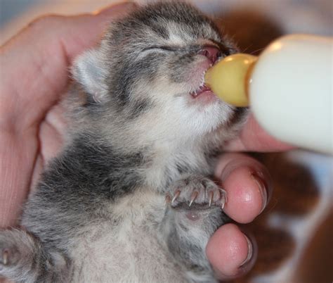 30+ Of The Cutest Bottle Fed Kittens You’ve Ever Seen! – Meow As Fluff