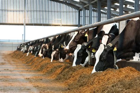 Farmers Should Include Silage in Cow Feed » IndianCattle