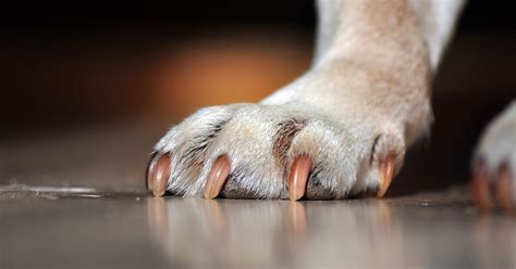 Dog Toenail Fungal Infection - Nail Ftempo