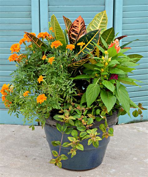 4 Container Garden Ideas | Fairview Garden Center