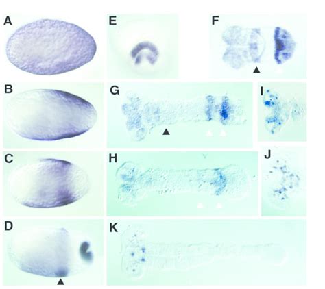 Expression of Tc'giant in successive developmental stages. (A-D,F-K)... | Download Scientific ...