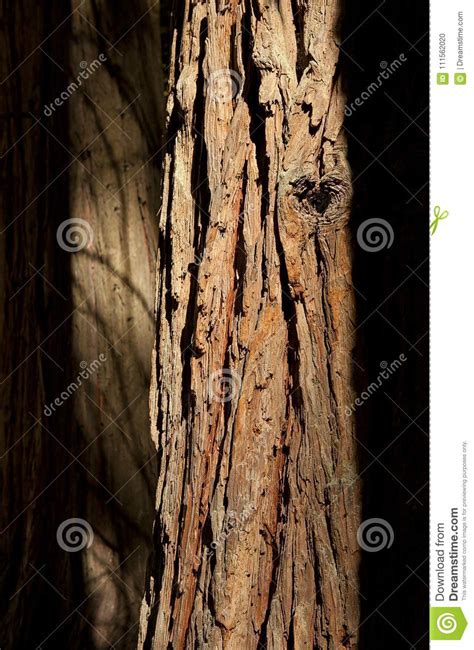 Beautiful Sequoia Tree Bark Texture With Soft Shadow In Background. DOF ...