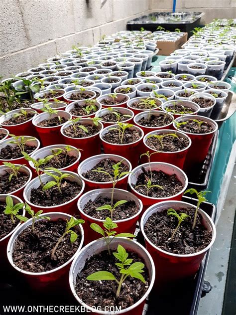 Transplanting Tomatoes Into Cups | Tomato seed starting, Container ...